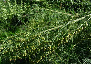 Abrotanum (Southernwood)