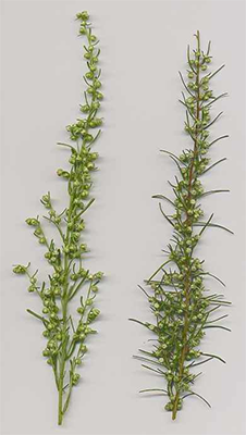 Abrotanum1