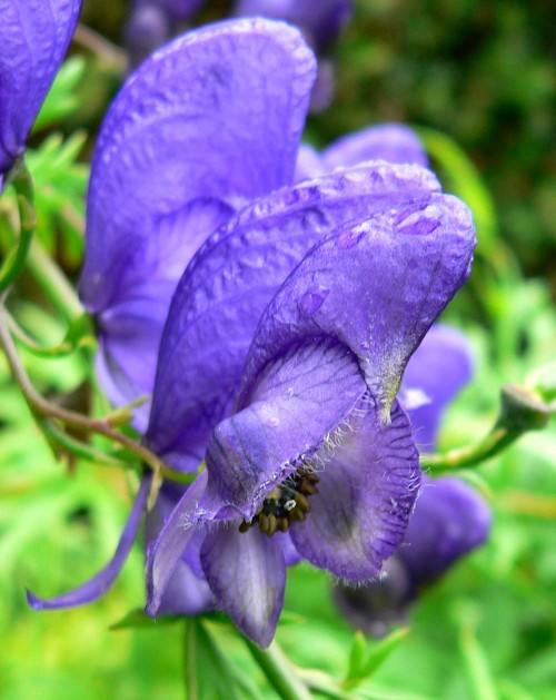 Aconitum napellus (Monkshood)