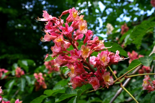 Aesculus (Horse Chestnut)