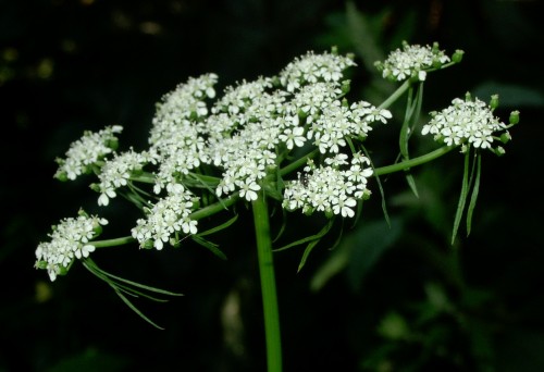 Aethusa (Fool’s Parsley)