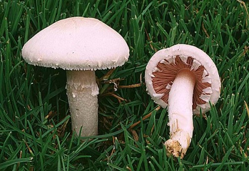 Agaricus