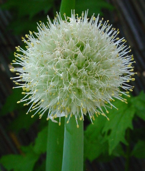 Allium cepa (Red Onion)