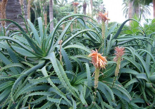 Aloe socotrina (Socotrine Aloes (ALOE))