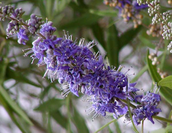 Agnus castus (The Chaste Tree)