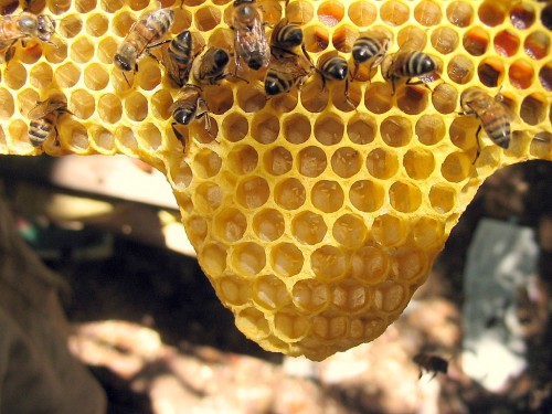 Apis mellifica (The Honey-Bee)