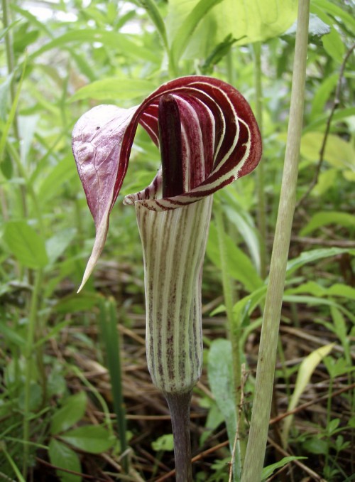 Arum triphyllum (Jack-in-the-Pulpit)