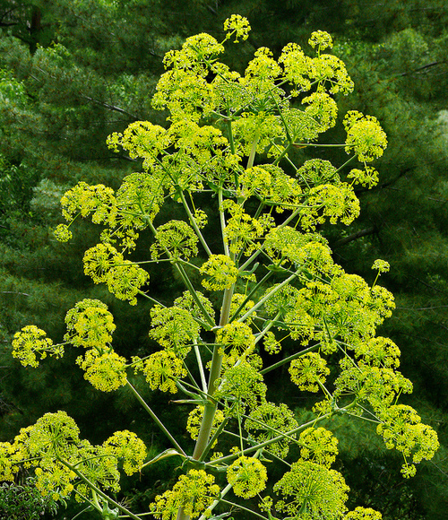 Asafoetida (Gum of the Stinkasand (ASAFOETIDA))