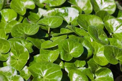 Asarum (European Snake-root (ASARUM EUROPUM))