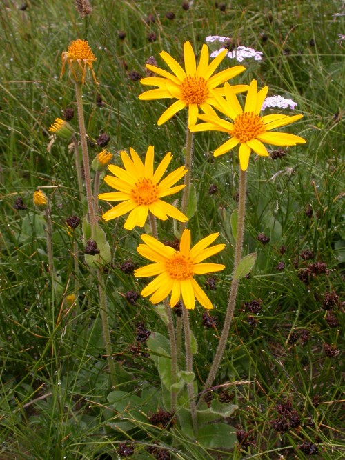 Arnica (Leopard’s Bane (ARNICA))