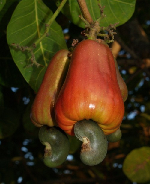 Anacardium (Marking Nut (ANACARDIUM))