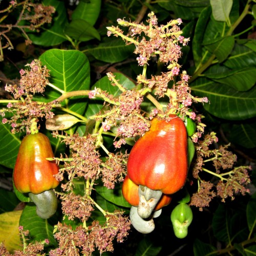 anacardium