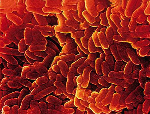 Bacillinum