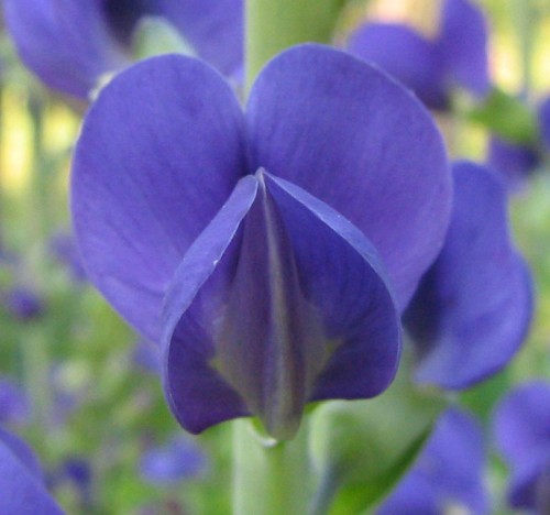 Baptisia (Wild Indigo (BAPTISIA))