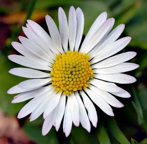 Bellis perennis (Daisy)