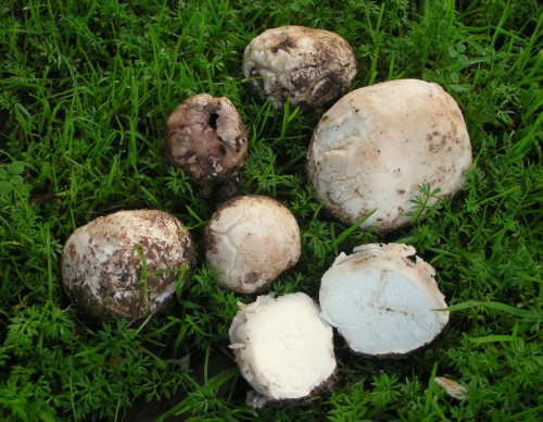 Bovista (Puff-Ball (BOVISTA))