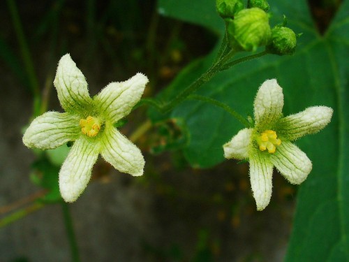 Bryonia (Wild Hops (BRYONIA))