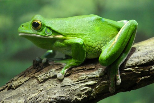Bufo (Poison of the Toad (BUFO))