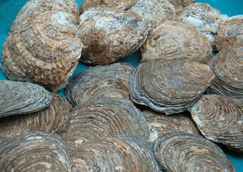 Calcarea carbonica
