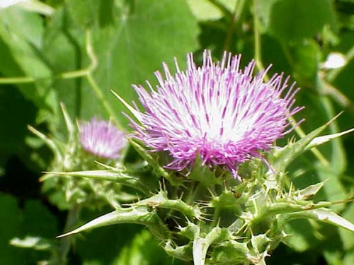 Carduus Marianus (St. Mary’s Thistle)