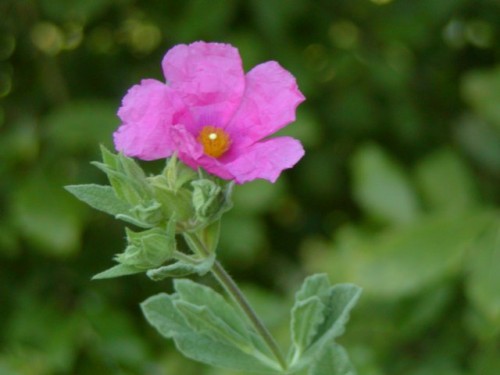 Cistus canadensis (Rock Rose)