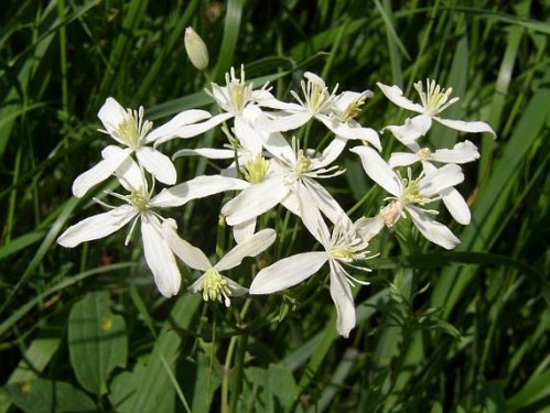 Clematis erecta (Virgin’s Bower)