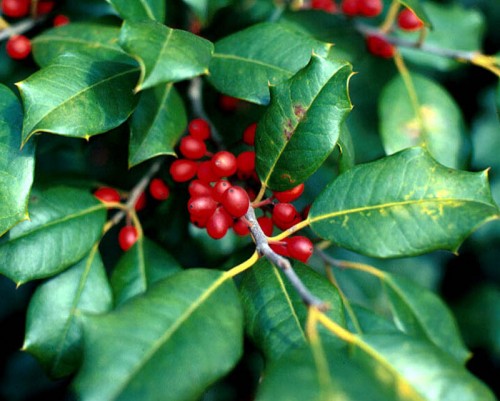 Cocculus (Indian Cockle (COCCULUS))