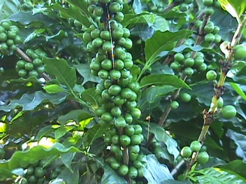 Coffea cruda (Unroasted Coffee)