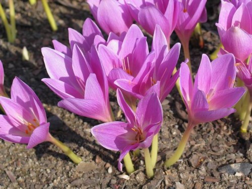 Colchicinum (Meadow Saffron (COLCHICUM))