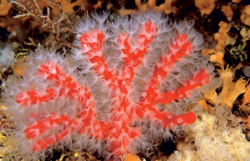 Corralium rubrum (Red Coral (CORALLIUM))