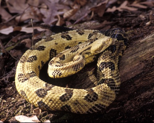 Crotalus horridus (Rattlesnake)