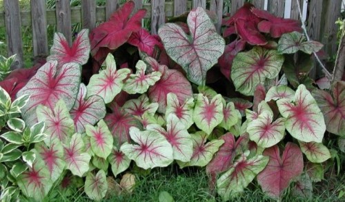 Caladium (American Arum)