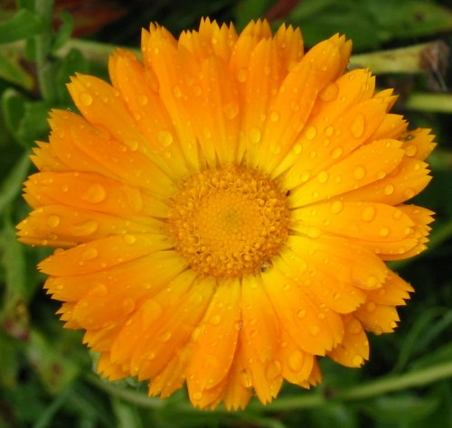 Calendula (Marigold)