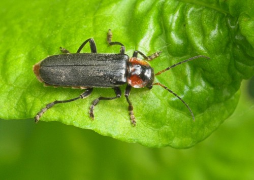 Cantharis (Spanish Fly (CANTHARIS))