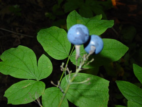 Caulophyllum (Blue Cohosh (CAULOPHYLLUM))