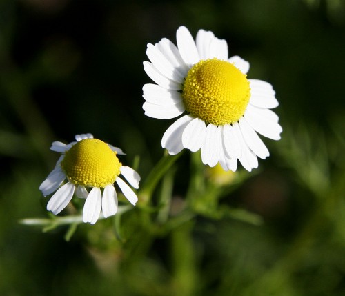 Chamomilla (German Chamomile)