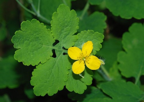 Chelidonium (Celandine)