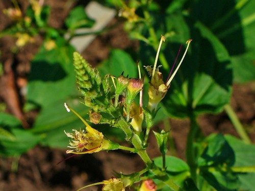 Collinsonia canadensis (Stone-Root)