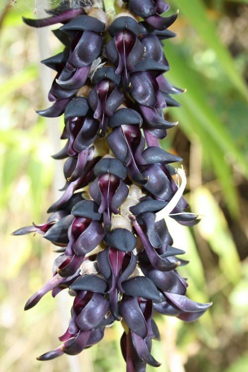 Dolichos pruriens (Cowhage (DOLICHOS PURIENS – MUCUNA))
