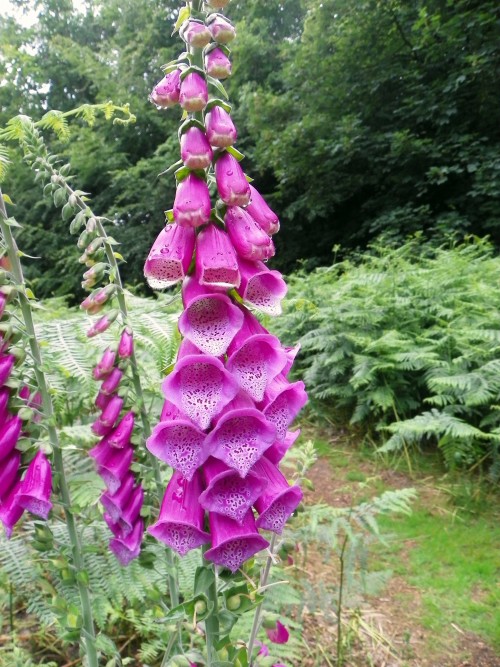 Digitalis (Foxglove (DIGITALIS))