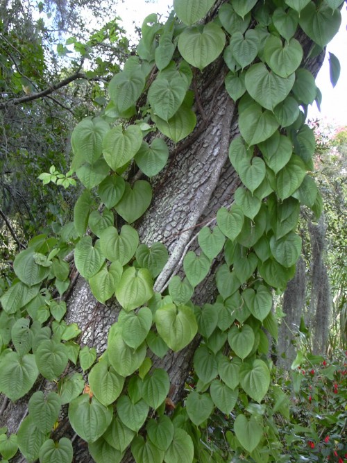 Dioscorea (Wild Yam)