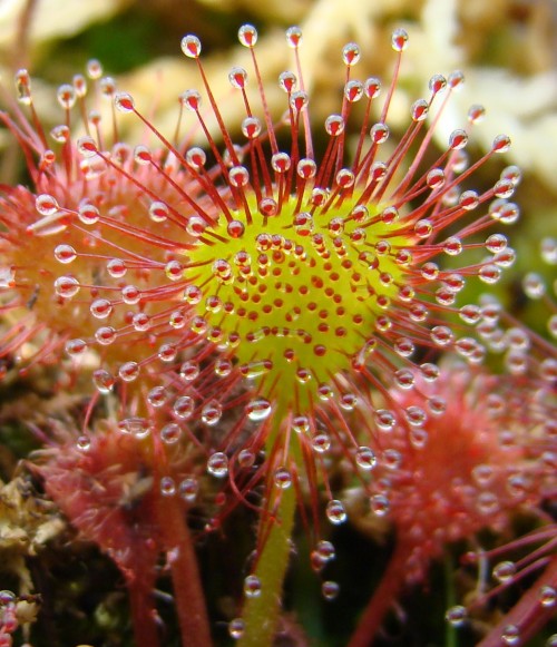 Drosera (Sundew (DROSERA))