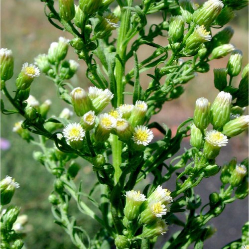Erigeron canadense (Fleabane (ERIGERON – LEPTILON CANADENSE))