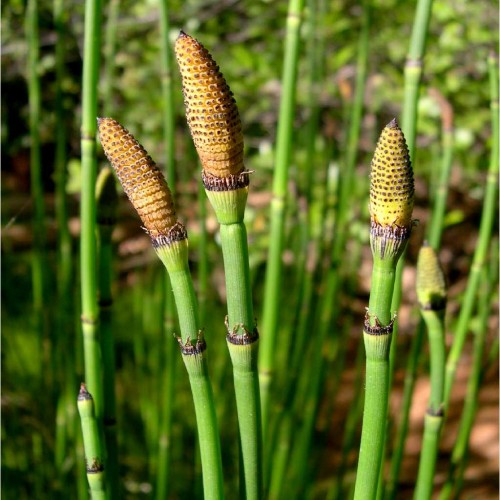 Equisetum hyemale (Scouring-rush (EQUISETUM))