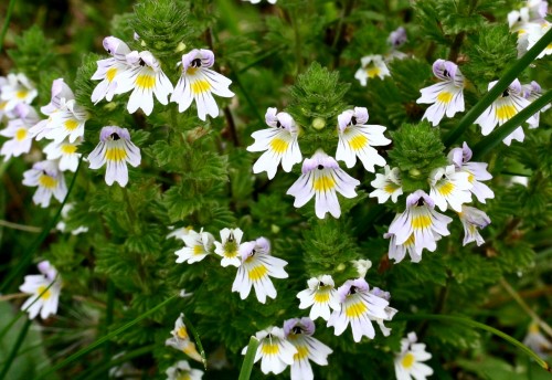 Euphrasia (Eyebright (EYEBRIGHT))