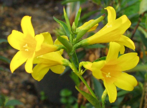 Gelsemium (Yellow Jasmine (GELSEMIUM))