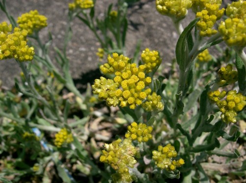 Gnaphalium (Cud-weed-Old Balsa (GNAPHALIUM))