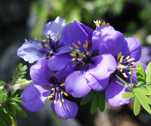 Guaiacum (Resin of Lignum Vitae (GUAIACUM))