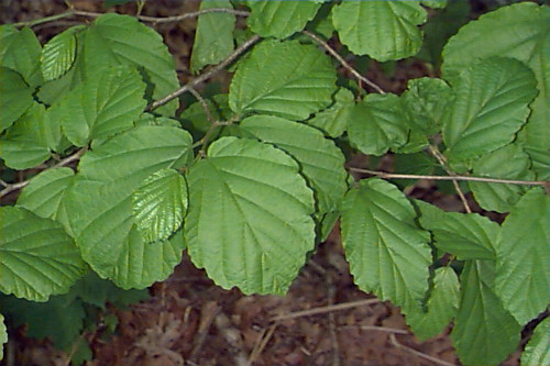 Hamamelis (Witch-hazel (HAMAMELIS VIRGINICA))
