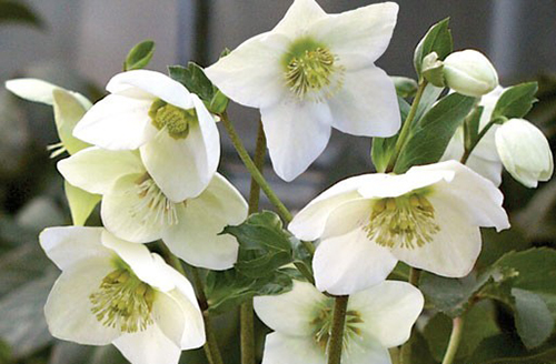 Helleborus (Snow-rose (HELLEBORUS))